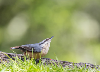 the eurasian nuthatch are seen in the spring feeding on the trees