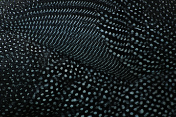 Feathers pattern background of Domesticated guineafowl (Numida meleagris).