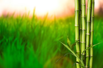 Many bamboo stalks on natural background
