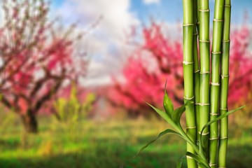 Fototapeta na wymiar Many bamboo stalks on natural background