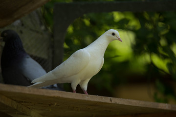beautiful uzbek doves