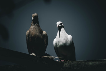 beautiful uzbek doves