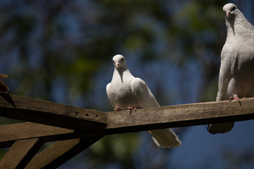 beautiful uzbek doves