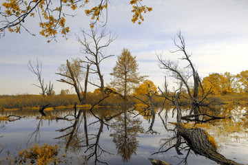 Dzika Biebrza © Wojciech Lisiński