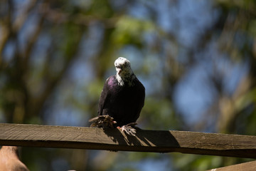 beautiful uzbek doves