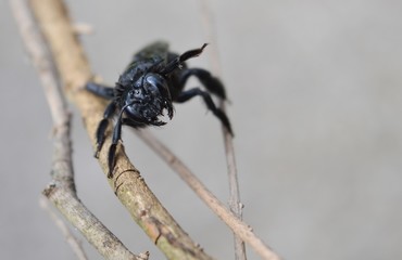 blue beetle on the plant

