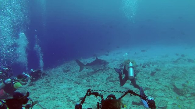 Group of scuba divers look and photographing a Tiger Shark - Galeocerdo cuvier, Indian Ocean, Fuvahmulah island, Maldives
