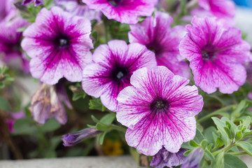 Fototapeta na wymiar Violet flowers on a flower bed