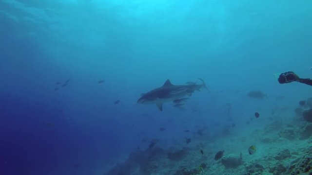 Female scuba diver look and photographing a Tiger Shark - Galeocerdo cuvier, Indian Ocean, Fuvahmulah island, Maldives
