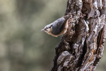 the eurasian nuthatch is seen in the spring feeding on the trees