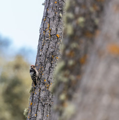 the woodpecker is seen in the spring with its magnificent colors