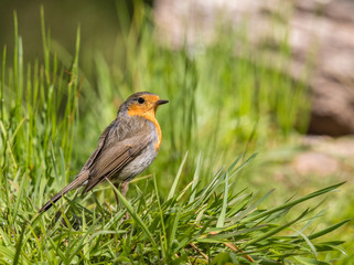 The European Robin is seen in the spring with its magnificent colors