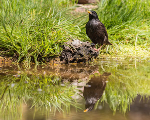 the spotless starling are seen in the spring feeding on the trees