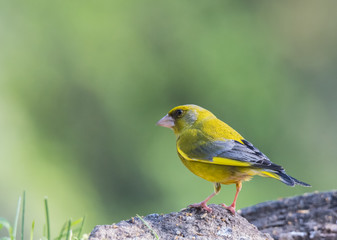 The European greenfinch is seen in the spring with its magnificent colors