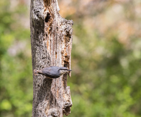 the eurasian nuthatch is seen in the spring feeding on the trees
