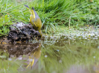 The European greenfinch is seen in the spring with its magnificent colors