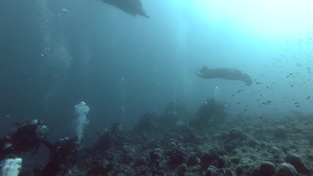 Group of scuba Divers looks at the pack of manta rays floating over coral reef. Reef Manta Ray or Alfred manta - Mobula alfredi, Manta alfredi, Indian Ocean, Maldives
