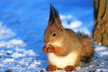 squirrel in winter park on white snow eating sunflower seeds