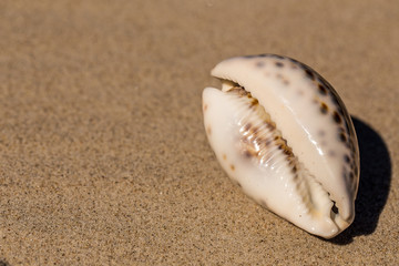 Summer beach with a starfish on a background. Summer beach background.