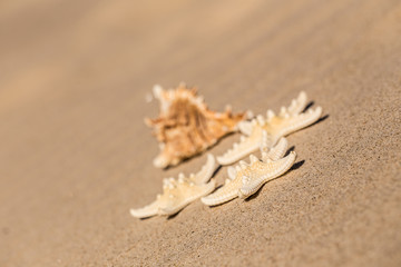 Summer beach with a starfish on a background. Summer beach background.