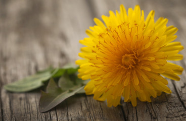 Medicinal dandelion