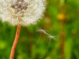 The first spring flowers dandelions let fluffy seeds, on blurred background, green grass.