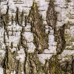 The texture of tree bark for a decorative background. Birch bark texture close-up.