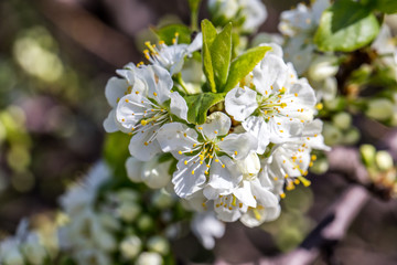 Spring flowers. Beautifully blossoming tree branch