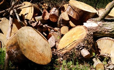 Large Woodpile For Forestry Industry. Big pine and Spruce wood stacked logs laying on summer forest Landscape. Large circular piece of firewood - Detailed organic surface. 