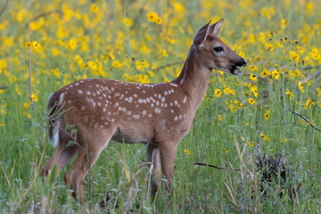 Fawn with flowers