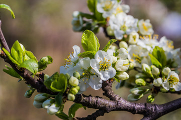 Spring flowers. Beautifully blossoming tree branch