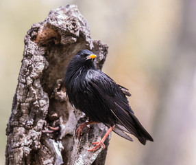 the spotless starling is seen in the spring with its magnificent beauty