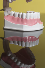 Dental human teeth model