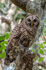 Barred Owl Adult