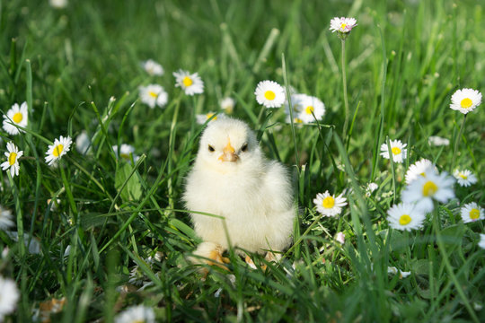 Grantig blickendes Zwerg-Cochin K&uuml;ken neben G&auml;nsebl&uuml;mchen in Wiese
