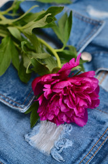 Still life. Pink peonies peony roses flowers on blue denim jacket, background. Garden spring flowers, Card Concept, copy space for text. mom's day, birthday, celebration