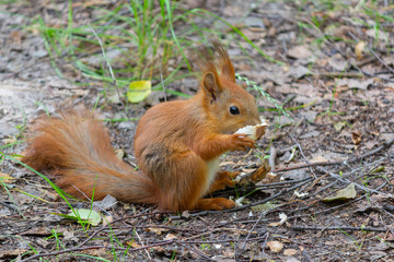 Naklejka na ściany i meble Red squirrel eating bread in the park. Animals