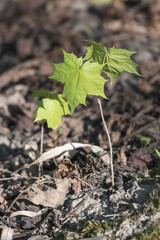Young maple growing in dry leaves.