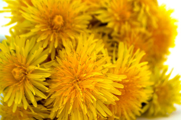 Dandelions