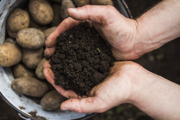 Planting potatoes. In the hands of the farmer a handful of earth against the background of a potato