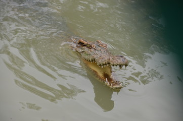 crocodile