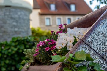 Fototapeta na wymiar Weiße Stiefmütterchen und lila Primeln verzieren einen Teil der Stadtmauer