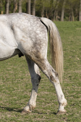 The back of a gray horse with a tail.