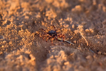 Hyalomma tick from Ixodidae family close