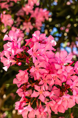 Pink oleander flower 