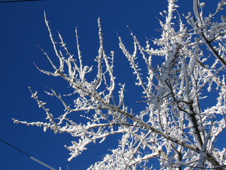 Icy branches in the winter