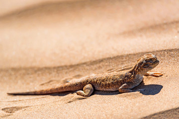 Spotted toad-headed Agama on sand close