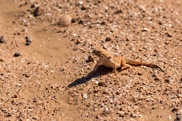 Spotted toad-headed Agama on sand close