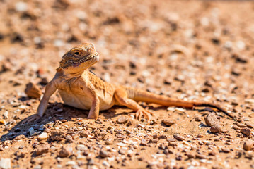 Spotted toad-headed Agama on sand close