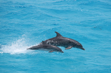 Adult and baby dolphin - 204437087
